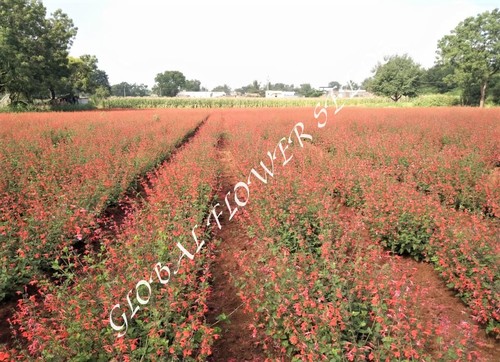 Salvia Cocenia Red