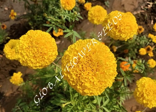 Tagetes Erecta Sun Mix