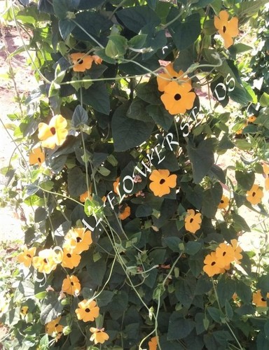 Thunbergia Alata