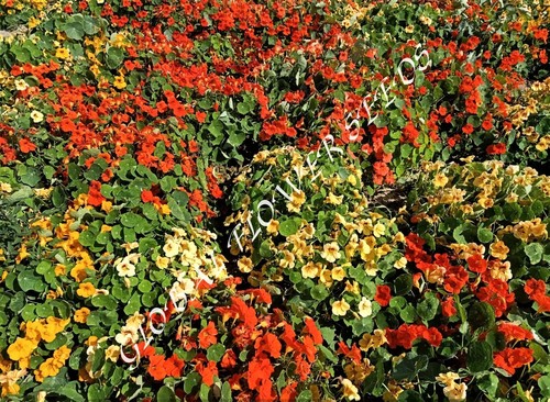 Tropaeolum Majus Nanum Semi Jewel Mix