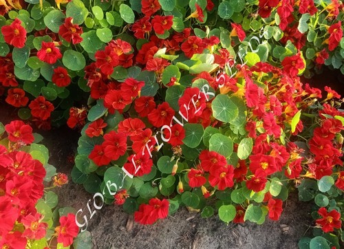 Tropaeolum Majus Nanum Single Fl.tip Top Mahogany Red