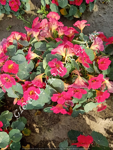Tropaeolum Majus Nanum Tom Thumb Empress Of India Pink
