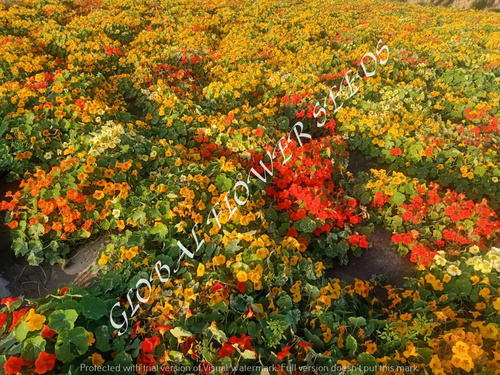 Tropaeolum Majus Single Fl. Jewel Of Africa Mix