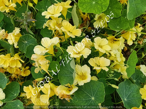 Tropaeolum Majus Single Fl. Moonlight Creamy Yellow