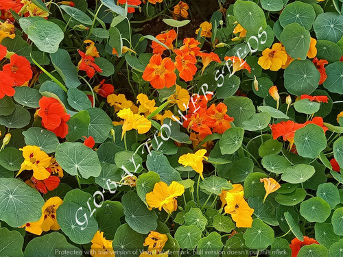 Tropaeolum Nanum Tom Thumb Mix