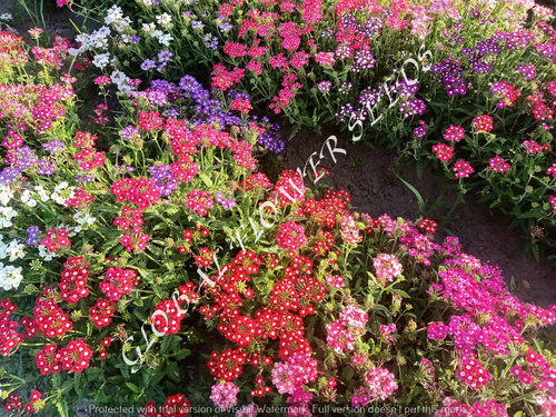 Verbena Hybrida Nana Compacta Mix