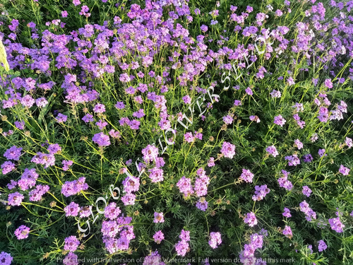 Verbena Tenuisecta Lilac Blue