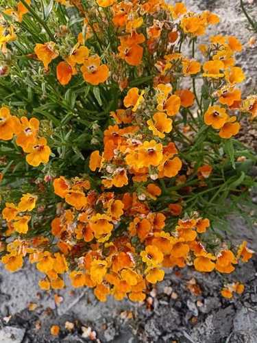 Nemesia Strumosa Carnival Orange