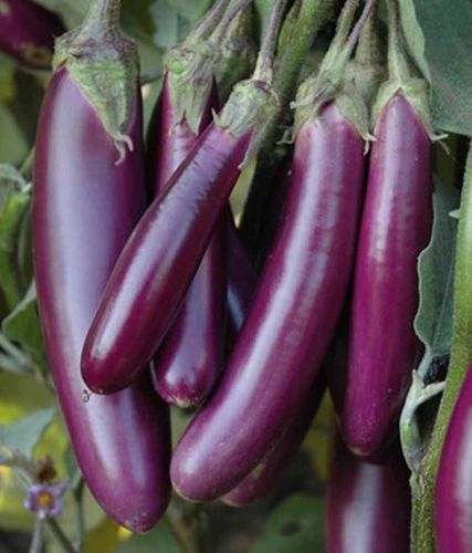 Brinjal Purple Long