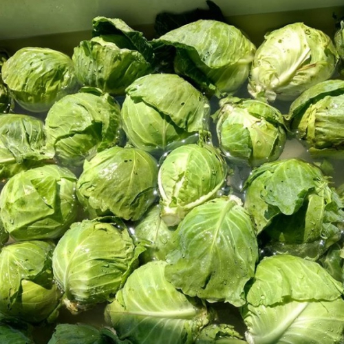 Cabbage F1 Manorma