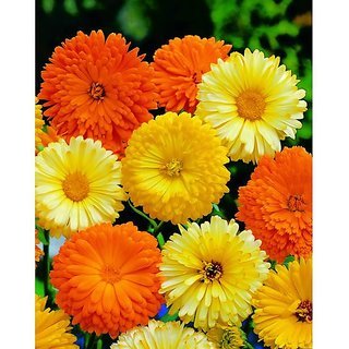 Calendula Officinalis Double Mix