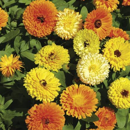 Calendula Officinalis Fiesta Gitana Mix