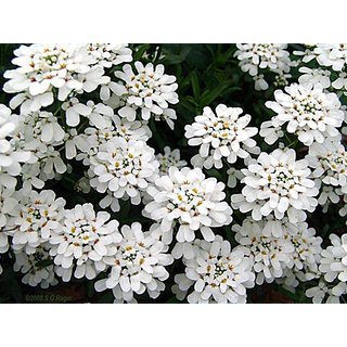 Candyituft White