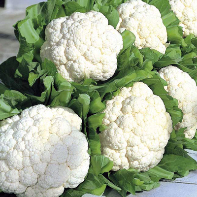 Cauliflower F1 Hybrid By GLOBAL FLOWER SEEDS