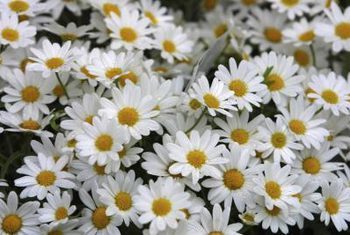 Chrysanthemum Paludosum White