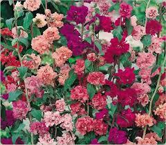 Clarkia Elegans Double Flowered Mix