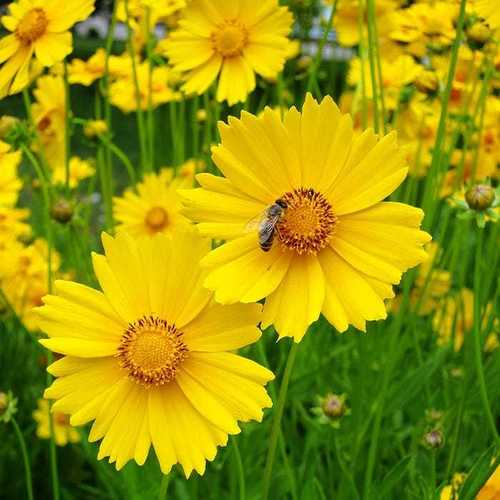 Coreopsis Lanceolata Tall Golden Yellow
