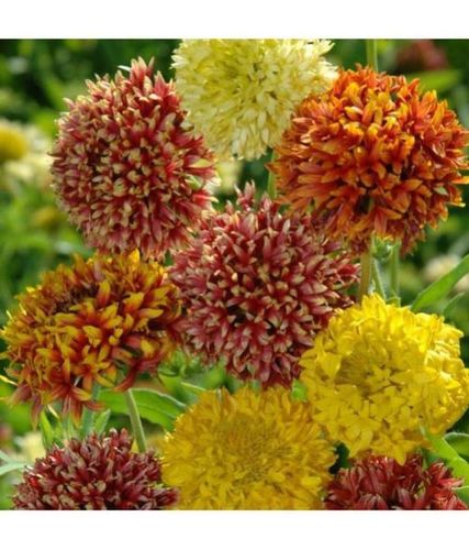 Gaillardia Double Mix