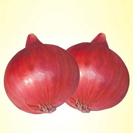 Onion Red