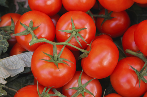 TOMATO F1