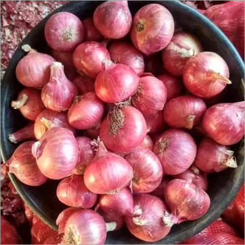 Fresh Onion