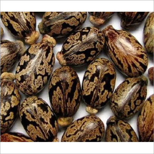 Castor Bean Seeds - Organic, Grade A | High Purity, Weight As Per Requirement (Kilograms)