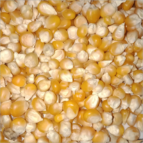 Sweet Corn