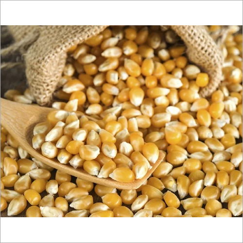 Yellow Maize - Organic Dried Grain, High Purity, Natural Size, Vibrant Yellow Color