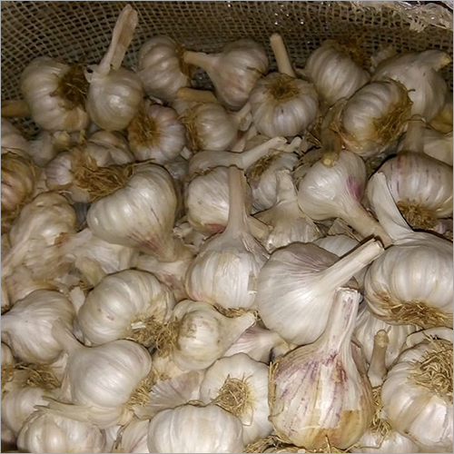 Fresh Garlic