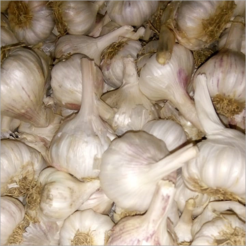 Whole Fresh Garlic