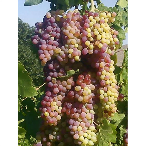 Fresh Grapes
