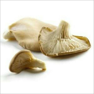 Common Dried Oyster Mushrooms