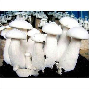 Milky Mushroom Spawn