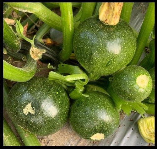 Summer Squash F1-RSS-3333  (Green Gold)