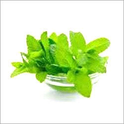 Mentha Piperita Oil