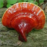 Brown Organic Dreid Ganoderma Mushroom