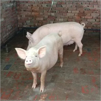 Light Pink Pregnant Female Pigs