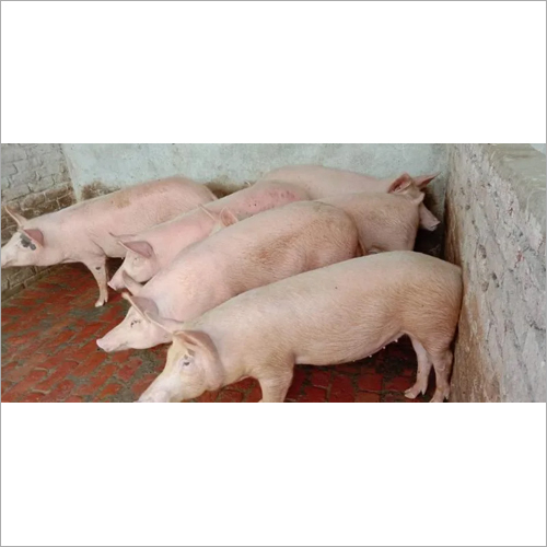 Guilt Pigs