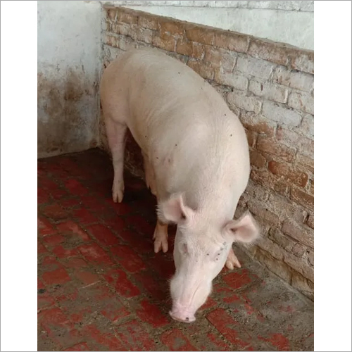 Boar Feeder Pigs