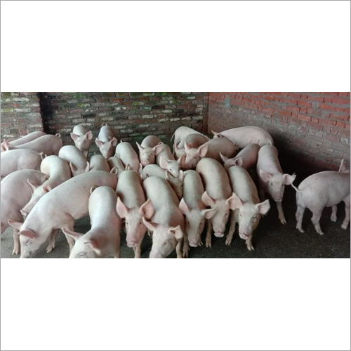 Grower Feeder Pigs - Light Pink, Both Genders | High Medical and Nutritional Value, Zero Disease Assurance