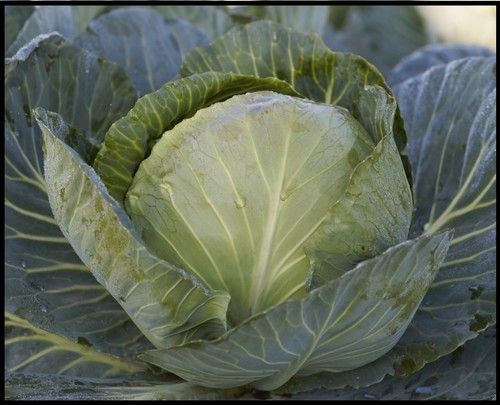 CABBAGE F1-RSC-2415  (Saira-4444)