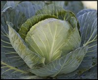 CABBAGE F1-RSC-2415  (Saira-4444)