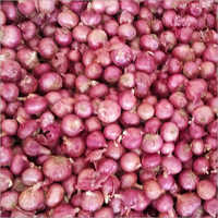 Red Onion Red Onion