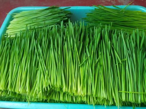 Wheat grass