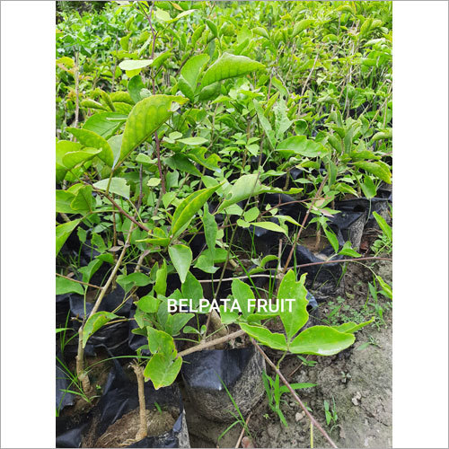Belpata Fruit Plant By GREEN GLOBE NURSERY