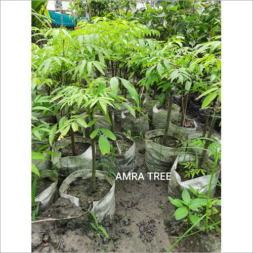 Amra Plant
