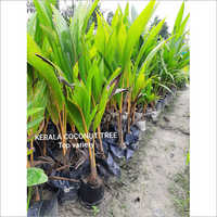 Kerala Coconut Plant