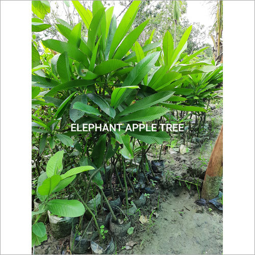 Elephant Apple Plant