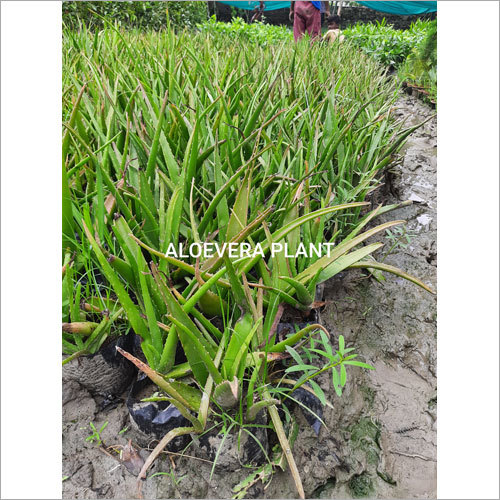 Aloevera Plant By GREEN GLOBE NURSERY