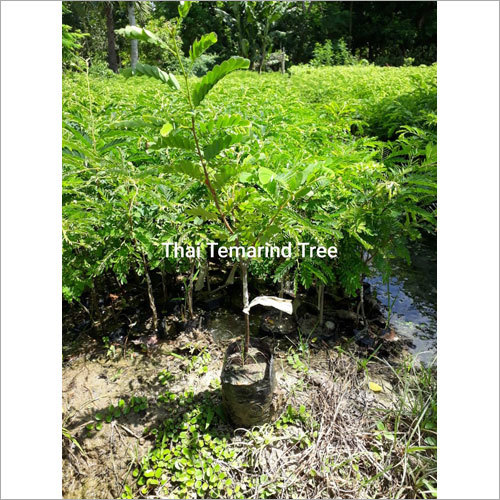 Thai Tamarind plant